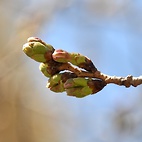 <span class="qrinews-figure-title">2012年3月26日 桜の定点観測2012 その1</span>　桜の花のつぼみが出てきました。開花はもうすぐです。（撮影場所：<a href="http://maps.google.co.jp/maps?q=33.624846,130.425696+(2012/03/26)&amp;z=18" target="_blank">旧工学部3号館周辺</a>）