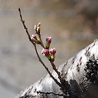 <span class="qrinews-figure-title">2012年3月28日 桜の定点観測2012 その2</span>　桜の花のつぼみに色が付いてきました。週末あたりに開花しそうです。（撮影場所：<a href="http://maps.google.co.jp/maps?q=33.624846,130.425696+(2012/03/26)&amp;z=18" target="_blank">旧工学部3号館周辺</a>）