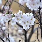 <span class="qrinews-figure-title">2012年3月30日 桜の定点観測2012 その3</span>　ついに桜の花が咲きました。まだ咲き始めなのでこれからもっと多くの花を咲かせそうです。（撮影場所：<a href="http://maps.google.co.jp/maps?q=33.624846,130.425696+(2012/03/26)&amp;z=18" target="_blank">旧工学部3号館周辺</a>）