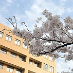 <span class="qrinews-figure-title">2012年4月2日 桜の定点観測2012 その4</span>　先週末に比べて花がだいぶ増えました。あともう少しで満開です。（撮影場所：<a href="http://maps.google.co.jp/maps?q=33.624846,130.425696+(2012/04/02)&amp;z=18" target="_blank">旧工学部3号館周辺</a>）