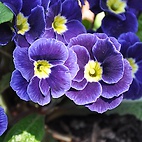 <span class="qrinews-figure-title">2012年4月3日 紫色の花</span>　農学部の花壇に鮮やかな紫色の花が咲いていました。（撮影場所：<a href="http://maps.google.co.jp/maps?q=33.629071,130.426001+(2012/04/03)&amp;z=18" target="_blank">農学部4号館前</a>）