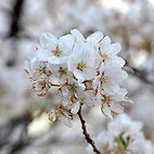 <span class="qrinews-figure-title">2012年4月4日 桜の定点観測2012 その5</span>　昨日の強風でも桜は散りませんでしたが、若干花が痛んでしまったようです。（撮影場所：<a href="http://maps.google.co.jp/maps?q=33.624846,130.425696+(2012/04/04)&amp;z=18" target="_blank">旧工学部3号館周辺</a>）