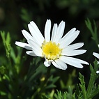 <span class="qrinews-figure-title">2012年4月5日 ノジギクの花</span>　農学部の花壇でノジギグの花を見つけました。誰かが育てているのでしょうか。（撮影場所：<a href="http://maps.google.co.jp/maps?q=33.629071,130.426001+(2012/04/05)&amp;z=18" target="_blank">農学部4号館前</a>）