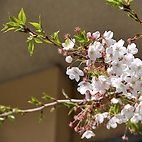 <span class="qrinews-figure-title">2012年4月9日 桜の定点観測2012 その7</span>　桜の葉が目立ち始めました。花はまだ半分くらい残っています。（撮影場所：<a href="http://maps.google.co.jp/maps?q=33.624846,130.425696+(2012/04/09)&amp;z=18" target="_blank">旧工学部3号館周辺</a>）