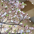 <span class="qrinews-figure-title">2012年4月11日 桜の定点観測2012 その8</span>　昨日から今日にかけて降った雨の影響でしょうか、桜の花がほとんど散ってしまいました。（撮影場所：<a href="http://maps.google.co.jp/maps?q=33.624846,130.425696+(2012/04/11)&amp;z=18" target="_blank">旧工学部3号館周辺</a>）