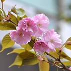 <span class="qrinews-figure-title">2012年4月12日 八重桜</span>　旧工学部3号館の周りに八重桜が咲いていました。こちらの桜はこれから満開に向かうようです。（撮影場所：<a href="http://maps.google.co.jp/maps?q=33.624512,130.425495+(2012/04/12)&amp;z=18" target="_blank">旧工学部3号館周辺</a>）