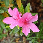 <span class="qrinews-figure-title">2012年4月16日 ツツジの花</span>　旧工学部3号館の近くにツツジの花が咲いていました。箱崎キャンパスではツツジをたくさん見ることができます。（撮影場所：<a href="http://maps.google.co.jp/maps?q=33.624393,130.425417+(2012/04/16)&amp;z=18" target="_blank">旧工学部3号館周辺</a>）