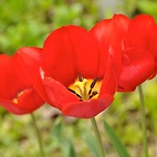 <span class="qrinews-figure-title">2012年4月17日 本館前のチューリップ</span>　理学部本館玄関前のチューリップの花がついに咲きました。花の色は赤でした。（撮影場所：<a href="http://maps.google.co.jp/maps?q=33.626449,130.4251347+(2012/04/17)&amp;z=18" target="_blank">理学部本館玄関前</a>）