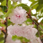 <span class="qrinews-figure-title">2012年4月20日 オオムラザクラ</span>　農学部2号館の近くにオオムラザクラの花が咲いていました。一般的な桜に比べて花のサイズが大きいです。（撮影場所：<a href="http://maps.google.co.jp/maps?q=33.628115,130.425594+(2012/04/20)&amp;z=18" target="_blank">農学部2号館周辺</a>）