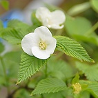 <span class="qrinews-figure-title">2012年4月25日 白山吹の花</span>　農学部の花壇に白山吹(シロヤマブキ)の花が咲いていました。花を咲かせた後は4つの黒い果実がなるそうです。（撮影場所：<a href="http://maps.google.co.jp/maps?q=33.629057,130.425997+(2012/04/25)&amp;z=18" target="_blank">農学部4号館前</a>）