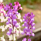 <span class="qrinews-figure-title">2012年4月26日 リナリアの花</span>　農学部の花壇にリナリアの花が咲いていました。この花には姫金魚草(ヒメキンギョソウという別名があるそうです。（撮影場所：<a href="http://maps.google.co.jp/maps?q=33.629083,130.42603+(2012/04/26)&amp;z=18" target="_blank">農学部4号館前</a>）