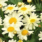 <span class="qrinews-figure-title">2012年5月1日 黄色いマーガレットの花</span>　農学部の花壇にマーガレット(木春菊)の花が咲いていました。以前紹介したマーガレットに比べて花びらがちょっと黄色いです。（撮影場所：<a href="http://maps.google.co.jp/maps?q=33.629057,130.425997+(2012/05/01)&amp;z=18" target="_blank">農学部4号館前</a>）