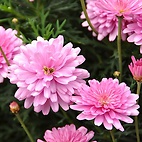 <span class="qrinews-figure-title">2012年5月2日 スプレーマム</span>　農学部の花壇にピンク色のスプレーマム(スプレー菊)の花が咲いていました。花壇には数え切れないくらいたくさんの花が咲いています。（※訂正：スプレーマムではなく、マーガレットの様です。）（撮影場所：<a href="http://maps.google.co.jp/maps?q=33.629057,130.425997+(2012/05/02)&amp;z=18" target="_blank">農学部4号館前</a>）