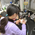 <span class="qrinews-figure-title">2012年5月24日 博士3年の関原さん</span>　ショウジョウバエの腸管免疫について研究しています。（撮影場所：<a href="http://www.biology.kyushu-u.ac.jp/~biopoly/" target="_blank">生体高分子学研究室</a>）