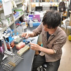 <span class="qrinews-figure-title">2012年6月1日 修士2年の吉原さん</span>　カブトガニの外敵からの防御機構としての補体メカニズムを研究しています。（撮影場所：<a href="http://www.biology.kyushu-u.ac.jp/~biopoly/" target="_blank">生体高分子学研究室</a>）