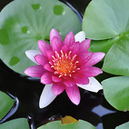 <span class="qrinews-figure-title">2012年8月20日 スイレンの花と金魚</span>　農学部花壇の小さな池にスイレンの花が咲いていました。同じ場所に金魚も泳いでいます。（撮影場所：<a href="https://maps.google.co.jp/maps?q=33.629052,130.426007+(農学部4号館周辺)&amp;z=18" target="_blank">農学部4号館周辺</a>）
