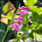 <span class="qrinews-figure-title">2012年8月22日 ピンク色の花</span>　農学部の花壇にピンク色が鮮やかな花が咲いていました。アリが花の蜜を採りに来ています。（撮影場所：<a href="https://maps.google.co.jp/maps?q=33.629083,130.42606+(農学部4号館周辺)&amp;z=18" target="_blank">農学部4号館周辺</a>）