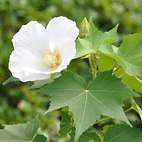 <span class="qrinews-figure-title">2012年8月24日 スイフヨウの花</span>　貝塚門の近くにスイフヨウの花が咲いていました。この花は午後になるとピンク色、夜になると赤色に変わります。（撮影場所：<a href="https://maps.google.co.jp/maps?q=33.630107,130.426112+(貝塚門周辺)&amp;z=18" target="_blank">貝塚門周辺</a>）