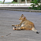 <span class="qrinews-figure-title">2012年9月10日 ねこ</span>　国際ホール付近でねこを見かけました。夕方によく見かけます。（撮影場所：<a href="http://maps.google.co.jp/maps?q=33.62681,130.424693+(国際ホール前)&amp;z=18" target="_blank">国際ホール付近</a>）