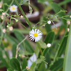 <span class="qrinews-figure-title">2012年9月18日 ヒメジョオンの花</span>　図書館の案内板の下にヒメジョオン(姫女苑)の花が咲いていました。（撮影場所：<a href="https://maps.google.co.jp/maps?q=33.626827,130.425118+(図書館周辺)&amp;z=18" target="_blank">図書館周辺</a>）