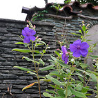 <span class="qrinews-figure-title">2012年10月23日 紫紺野牡丹の花</span>　農学部の花壇に紫紺野牡丹の花が咲いていました。雄しべの形から別名スパイダー・フラワーとも呼ばれています。（撮影場所：<a href="https://maps.google.co.jp/maps?q=33.62908,130.426058+(農学部花壇)&amp;z=18" target="_blank">農学部花壇</a>）