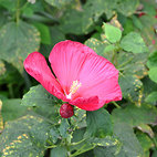 <span class="qrinews-figure-title">2012年11月8日 アメリカフヨウの花</span>　農学部の花壇にアメリカフヨウの花が咲いていました。以前紹介したスイフヨウとは違い、時間によって色が変化することはありません。（撮影場所：<a href="https://maps.google.co.jp/maps?q=33.629054,130.425995+(農学部花壇)&amp;z=18" target="_blank">農学部花壇</a>）