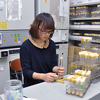 <span class="qrinews-figure-title">2012年11月16日 学部4年の山本さん</span>　ショウジョウバエにおけるアミノ酸の受容体の同定を行っています。（撮影場所：<a href="http://cellbio.biology.kyushu-u.ac.jp/tanimura/" target="_blank">動物生理学研究室</a>）