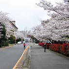 <span class="qrinews-figure-title">2013年3月29日 桜 2013</span>　箱崎キャンパス内の桜は、今年もきれいに咲いていました。（撮影場所：<a href="http://maps.google.co.jp/maps?q=33.623473,130.42531+(here)&amp;z=17" target="_blank">旧工学部3号館周辺</a>）