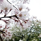 <span class="qrinews-figure-title">2013年4月1日 桜 2013</span>　新年度が始まりました。桜がきれいに咲いていました。（撮影場所：<a href="http://maps.google.co.jp/maps?q=33.629761,130.425869+(here)&amp;z=17" target="_blank">熱帯農学研究センター付近</a>）