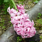 <span class="qrinews-figure-title">2013年4月4日 ヒヤシンスの花</span>　農学部の花壇にピンク色のヒヤシンスの花が咲いていました。（撮影場所：<a href="http://goo.gl/maps/cXAQY" target="_blank">農学部4号館周辺</a>）