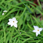 <span class="qrinews-figure-title">2013年4月23日 ハナニラの花</span>　農学部の花壇にハナニラの花が咲いていました。（撮影場所：<a href="http://goo.gl/maps/cXAQY" target="_blank">農学部4号館周辺</a>）