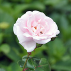 <span class="qrinews-figure-title">2013年5月16日 バラの花</span>　理学部本館玄関横の花壇にバラの花が咲いていました。（撮影場所：<a href="http://goo.gl/maps/Z6O24" target="_blank">理学部本館玄関前</a>）