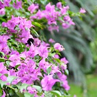 <span class="qrinews-figure-title">2013年12月3日 ブーゲンビリア</span>　理学部の中庭でブーゲンビリアの葉が綺麗な色を見せてくれていました。花は終わっていましたが、紫色の葉に囲まれるようにして小さい花が咲きます。（撮影場所：<a href="http://maps.google.co.jp/maps?q=33.626035,130.425582+(理学部中庭)&z=18" target="_blank">理学部中庭</a>）