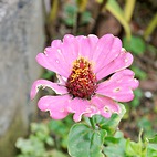 <span class="qrinews-figure-title">2013年12月11日 ジニア</span>　理学部2号館の近くにジニアが咲いていました。初夏から晩秋にかけて長い間花を咲かせる事から「百日草」とも呼ばれています。（撮影場所：<a href="https://maps.google.co.jp/maps?q=33.625934,130.424827+(理学部2号館周辺)&z=18" target="_blank">理学部2号館周辺</a>）