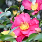 <span class="qrinews-figure-title">2013年12月12日 サザンカ</span>　21世紀交流プラザIIの近くにサザンカが咲いていました。名称は「山茶花」の読み「さんさか」が訛ったものだと言われています。赤い山茶花の花言葉は『謙遜』で、11月16日の誕生花です。（撮影場所：<a href="http://maps.google.co.jp/maps?q=33.626207,130.426308+(21世紀交流プラザ周辺)&z=18" target="_blank">21世紀交流プラザII周辺</a>）