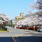 <span class="qrinews-figure-title">2014年3月28日 桜2014</span>　箱崎キャンパスの桜も見頃を迎えています。（撮影場所：<a href="https://maps.google.co.jp/maps?q=33.623473,130.42531+(here)&z=17" target="_blank">21世紀交流プラザＩ</a>）