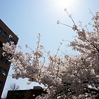 <span class="qrinews-figure-title">2014年4月1日 桜2014</span>　週末の風雨で桜の花は少し寂しい感じになっています。しかしせっかくの桜の季節なので数日前の綺麗な頃の写真を掲載してみました。（撮影場所：<a href="http://maps.google.co.jp/maps?q=33.624846,130.425696+(here)&z=18" target="_blank">旧工学部3号館周辺</a>）