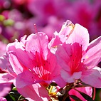 <span class="qrinews-figure-title">2014年4月14日 ヒラドツツジ</span>　中央図書館の周りにたくさんのツツジの花が咲いていました。ヒラドツツジの名前の由来は、長崎県平戸市で栽培されていた事だそうです。4月から5月ごろに開花します。（撮影場所：<a href="https://maps.google.co.jp/maps?q=33.626783,130.425069+(here)&z=18" target="_blank">中央図書館</a>）