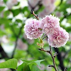 <span class="qrinews-figure-title">2014年4月16日 オオムラザクラ</span>　農学部2号館の側にオオムラザクラが咲いていました。オオムラザクラは長崎県の大村神社で発見されたサトザクラの一種で、とても花びらの数の多い八重桜です。（撮影場所：<a href="http://maps.google.co.jp/maps?q=33.628115,130.425594+(here)&z=18" target="_blank">農学部2号館周辺</a>）