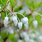<span class="qrinews-figure-title">2014年4月17日 ドウダンツツジ</span>　ドウダンツツジの花が咲いていました。5ミリ程度でとても小さくて可愛らしい白色の花でした。花の時期は4月から5月にかけて。植え込みとして用いられる事も多い低木で、11月頃になると赤く色付くそうです。（撮影場所：<a href="http://maps.google.co.jp/maps?q=33.628115,130.425594+(here)&z=18" target="_blank">農学部2号館周辺</a>）