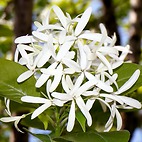 <span class="qrinews-figure-title">2014年4月23日 ヒトツバタゴ</span>　理農食堂の前に立っているヒトツバタゴの木に白い花が咲いていました。別名ナンジャモンジャとも呼ばれています。また、ヒトツバタゴは絶滅危惧種に指定されています。（撮影場所：<a href="https://maps.google.co.jp/maps?q=33.627412,130.425119+(here)&z=18" target="_blank">理農食堂前</a>）