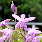 <span class="qrinews-figure-title">2014年5月2日 シラン</span>　本館前にシランの花が咲いています。ラン科植物には珍しく日向の畑土でも栽培可能で、4月から5月頃に紫色の花が咲きます。（撮影場所：<a href="https://maps.google.co.jp/maps?q=33.626439,130.425096+(here)&z=18" target="_blank">理学部本館玄関前</a>）