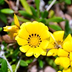 <span class="qrinews-figure-title">2014年5月23日 ガザニア</span>　理学部3号館の近くに黄色いガザニアの花が咲いていました。花言葉は「あなたを誇りに思う」だそうです。（撮影場所：<a href="https://maps.google.co.jp/maps?q=33.626537,130.424951+(here)&z=18" target="_blank">理学部3号館付近</a>）