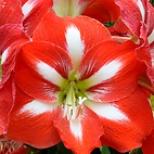 <span class="qrinews-figure-title">2014年6月9日 アマリリス</span>　健康支援センターの建物の側に大きな紅色のアマリリスの花が咲いていました。アマリリスの花言葉は『誇り』です。この花も含め、一般的に思い浮かべるアマリリスの花はHippeastrum属です。これとは別に、Amaryllis属のホンアマリリスという花があります。（撮影場所：<a href="https://maps.google.co.jp/maps?q=33.627111,130.424433+(here)&z=18" target="_blank">キャンパスライフ・健康支援センター</a>）