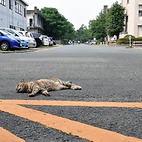 <span class="qrinews-figure-title">2014年6月10日 ねこ</span>　理学部の外へ出てみたら、猫が寝そべっていました。駐車禁止は守ってくれてます。（撮影場所：<a href="https://maps.google.co.jp/maps?q=33.6258,130.42509+(here)&z=18" target="_blank">理学部2号館</a>）