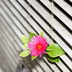 <span class="qrinews-figure-title">2014年7月9日 室外機からこんにちは</span>　エアコンの室外機にひっそりとたくましくベビーサンローズの花が咲いていました。理学部2号館の駐車場の所で咲いている小さな花です。初夏と秋頃に咲く花で、真夏の時期お休みするそうです。（撮影場所：<a href="https://maps.google.co.jp/maps?q=33.625769,130.425171+(here)&z=18" target="_blank">理学部2号館</a>）