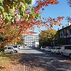 <span class="qrinews-figure-title">2014年11月28日 紅葉</span>　理学部ホームページのトップページに使用する為に紅葉を撮影しました。（撮影場所：<a href="http://maps.google.co.jp/maps?q=33.624867,130.424484+(here)&z=17" target="_blank">箱崎キャンパス</a>）