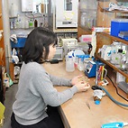 <span class="qrinews-figure-title">2015年2月16日 修士2年の當銘さん</span>　細胞膜脂質であるスフィンゴ脂質の生合成酵素に関する研究をしています。（撮影場所：<a href="http://www.scc.kyushu-u.ac.jp/Seitaijouhou/" target="_blank">生体情報化学研究室</a>）