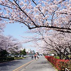 <span class="qrinews-figure-title">2015年3月31日 満開</span>　桜の花が綺麗に咲いています。今日は少し曇り空ですが、桜は満開です。尚、掲載写真は昨日撮影したものです。（撮影場所：<a href="https://maps.google.co.jp/maps?q=33.623473,130.42531+(here)&z=17" target="_blank">21世紀交流プラザＩ</a>）