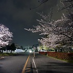 <span class="qrinews-figure-title">2015年4月1日 夜桜</span>　街灯の明かりに照らされて桜が綺麗でした。（撮影場所：<a href="https://www.google.co.jp/maps?q=33.623473,130.42531" target="_blank">21世紀交流プラザＩ</a>）